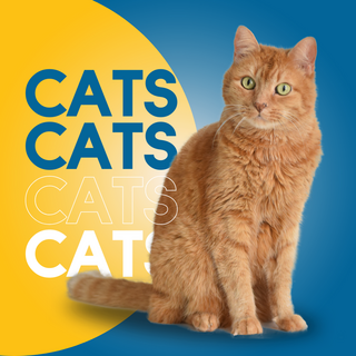 Cats - Maximum Pet Supplies
