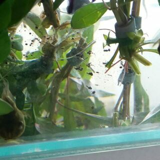 Whistling Tree Frog Tadpoles