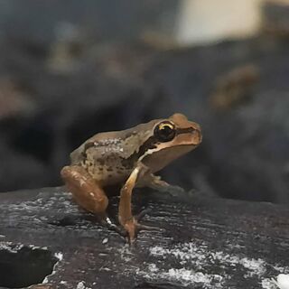 Whistling Tree Frogs
