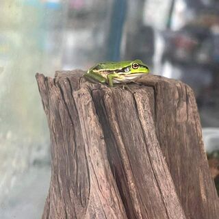 Green and Golden Bell Frogs