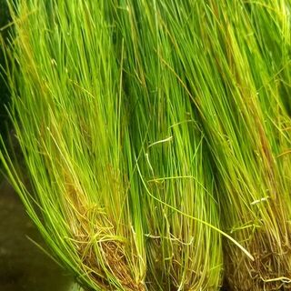 Hair Grass