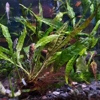 Java Fern