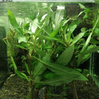 Blue Hygrophila