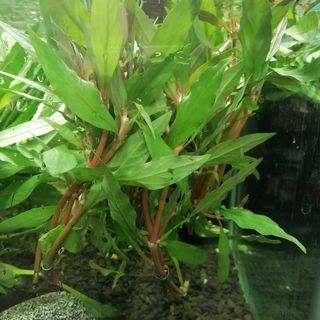 Red Hygrophila