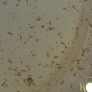 Daphnia Live Starter Culture