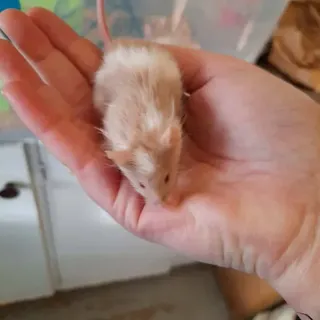 Mice - Boys