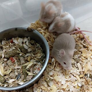 Mice - Boys