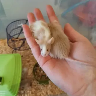 Mice  - Girls