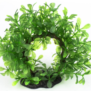 AQ Plant Bonsai Halo 15cm
