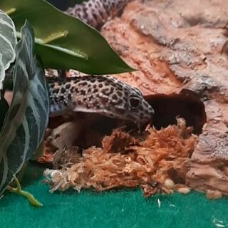 Leopard Geckos