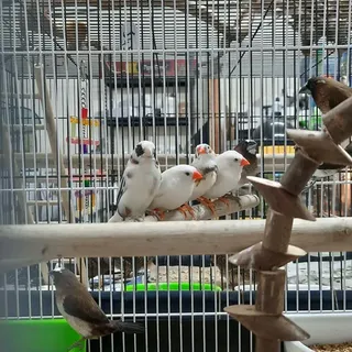 Zebra Finch