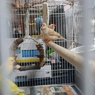 Zebra Finch