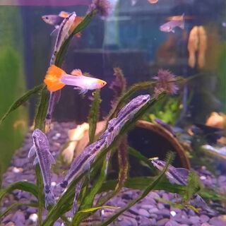 Otocinclus