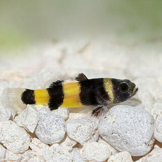 Bumblebee Goby