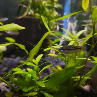 Sparkling Gourami
