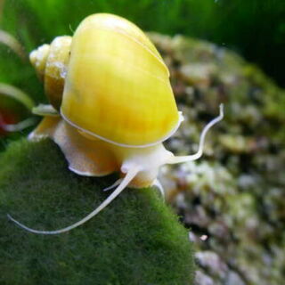 Apple Snail - Golden