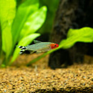 Rummy Nose Tetra