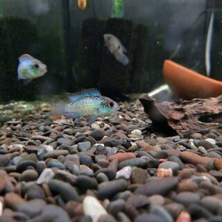 Electric Blue Acara