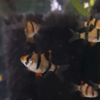 Tiger Barbs