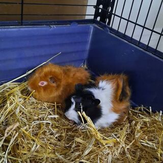 Guinea Pigs