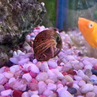 Apple Snail