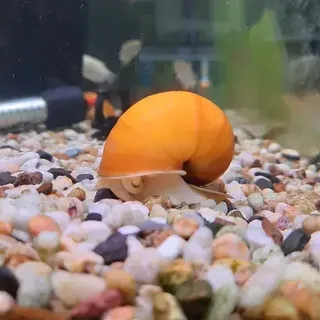 Apple Snail