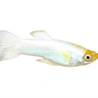 White Platinum Guppy Females