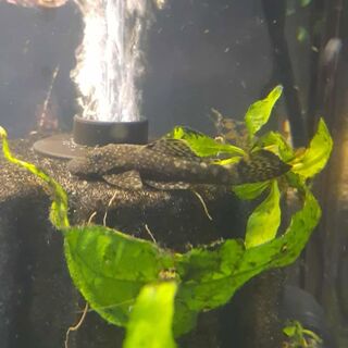 Bristlenose - Brown Female