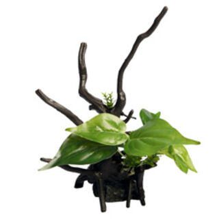 Ecoscape Devils Ivy Driftwood Green