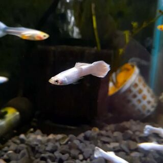White Platinum Guppy pairs
