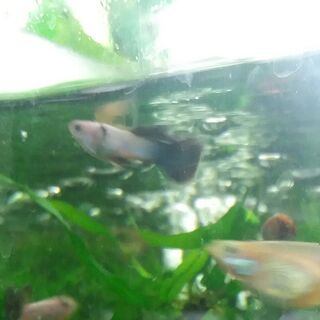 Blonde Panda Guppy Males
