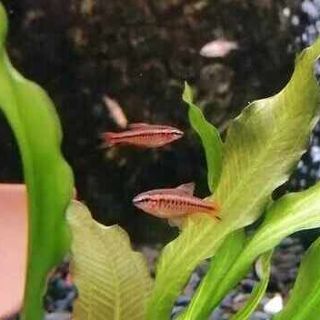 Cherry Barbs Males