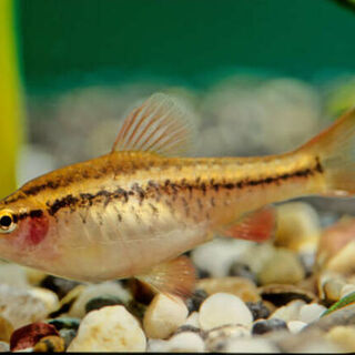 Cherry Barb Female