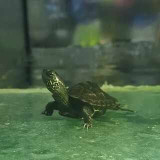 Reeve's Turtle