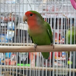 Love Birds