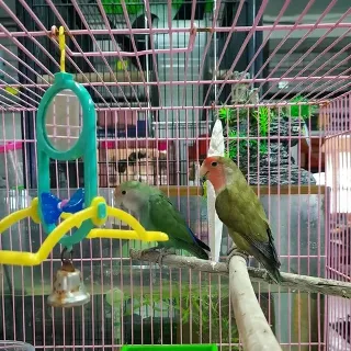 Love Birds