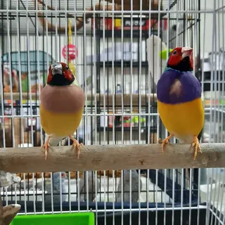 Gouldian Finch Pairs