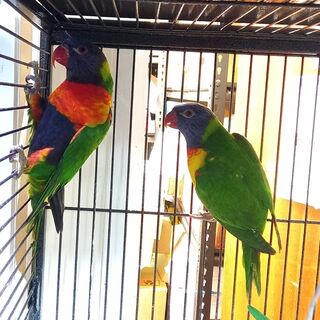 Rainbow Lorikeets