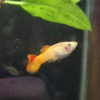 Sunset Guppy Pair