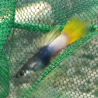 Pingu Guppy Trio