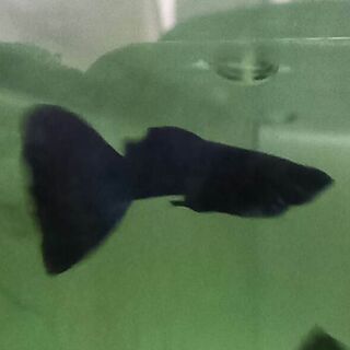 Blue Moscow Guppy Trio