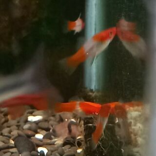 Koi Swordtails