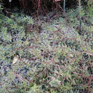 Water Milfoil
