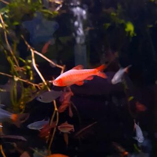 Albino Cherry Barb