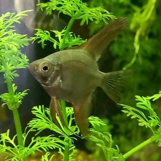 Green Copper Bulgarian Angel Fish