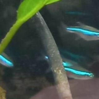 Green Neon Tetras