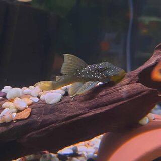 Green Phantom Plecos