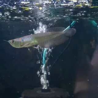 Silver Arowana