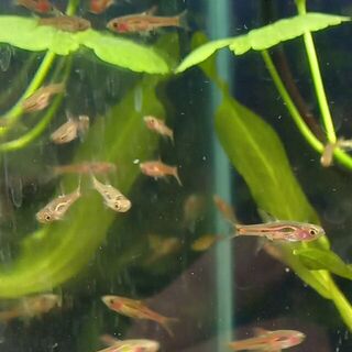 Chili Rasbora