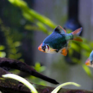 Green Tiger Barbs
